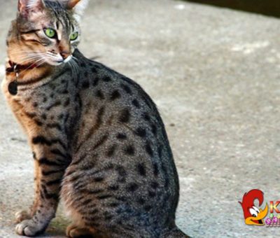Kucing di Mesir Ditemukan Berkaki 5