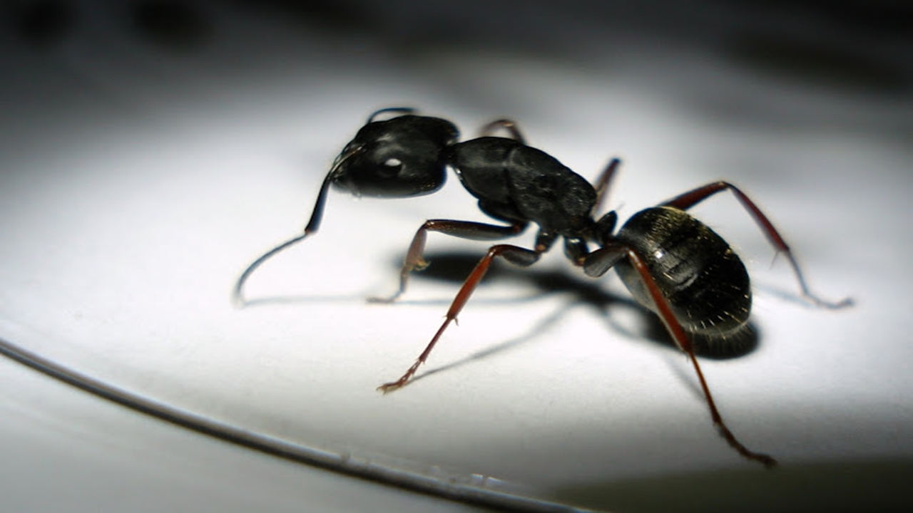 Cara Ampuh Usir Semut dari Rumah
