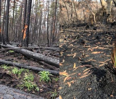 Ini 6 Foto Tanaman Mulai Tumbuh Usai Kebakaran Hutan Australia