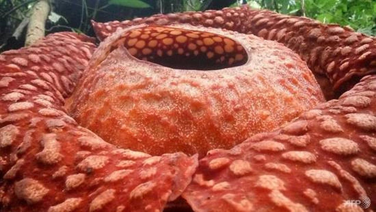 Bunga Rafflesia Terbesar yang Tumbuh di Indonesia jadi Sorotan Dunia