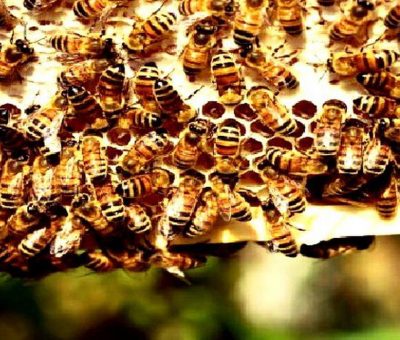 Ada Sarang Berisi 100.000 Lebah di Rumah Pria Ini