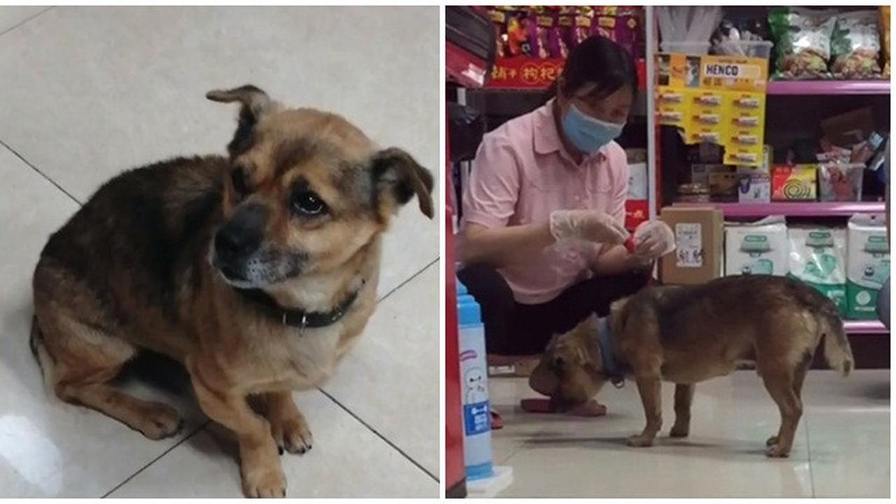 Tak Tahu Majikan Sudah Meninggal, Anjing Ini Setia Menunggu 3 Bulan di RS