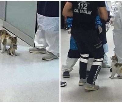 Kisah Induk Kucing Bawa Anaknya ke Rumah Sakit