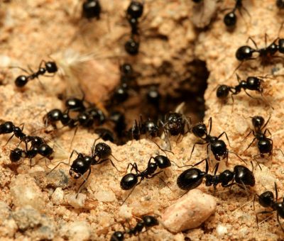 7 Fakta Menarik Semut Ini Pasti Buatmu Bengong