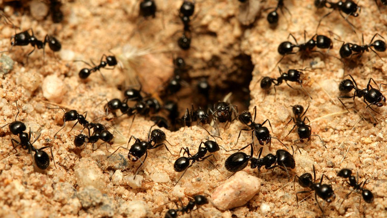 7 Fakta Menarik Semut Ini Pasti Buatmu Bengong