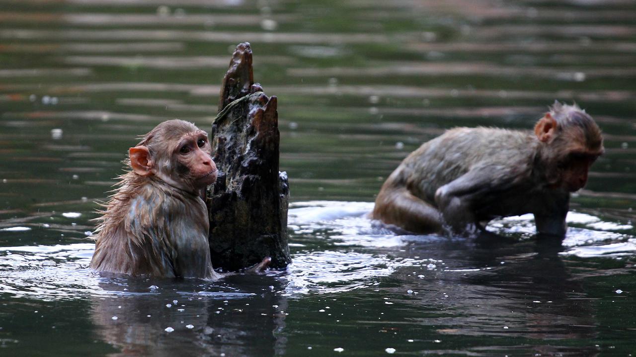 Monyet Jaga Jarak Saat Makan Pisang di Tengah Pandemi Corona