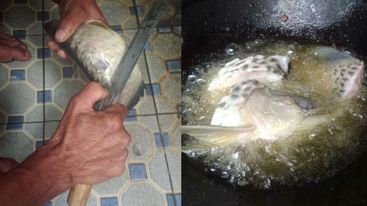 Ikan Arwana Seharga Rp 2 Juta Milik Pria Ini Digoreng Sang Ayah
