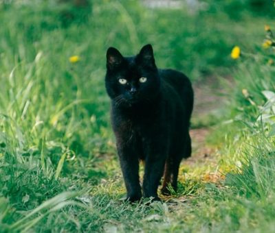 Viral Aksi Keji Pria di Sampit Injak Kepala Kucing Hitam Sampai Mati