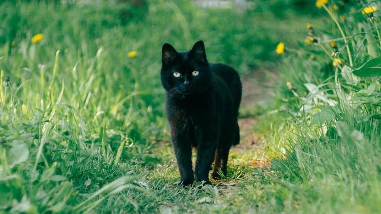 Viral Aksi Keji Pria di Sampit Injak Kepala Kucing Hitam Sampai Mati