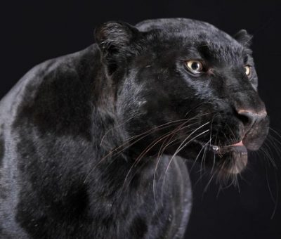 Viral Penampakan Black Panther di India, Warganet Heboh