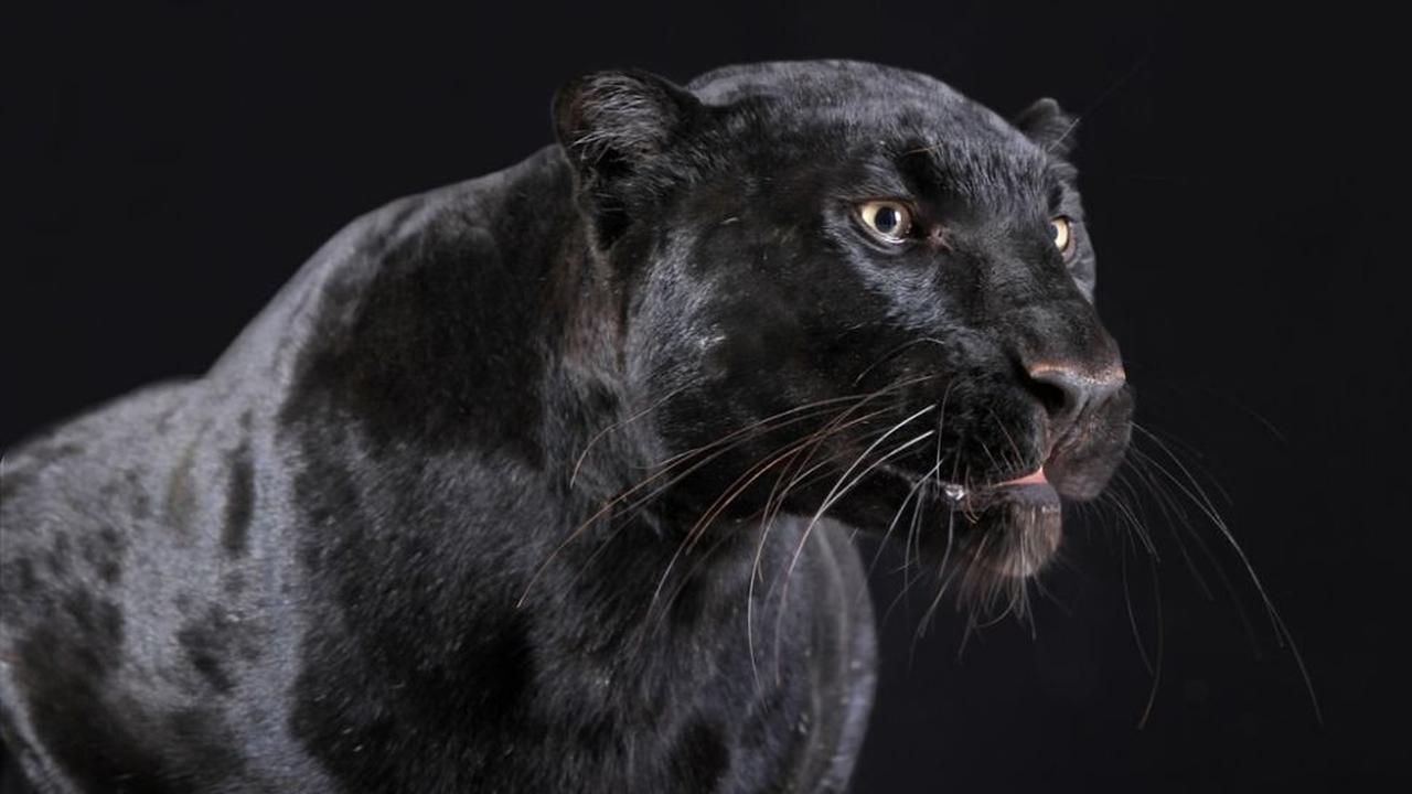 Viral Penampakan Black Panther di India, Warganet Heboh