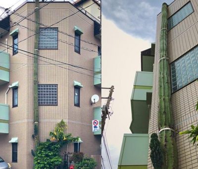 Tumbuh Setinggi Gedung 3 Lantai, Kaktus Ini Viral di Media Sosial