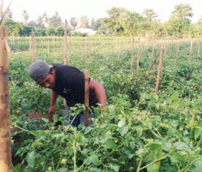 Cerita Pemuda Desa di NTT Bertahan di Kampung dan Jadi Petani Sukses