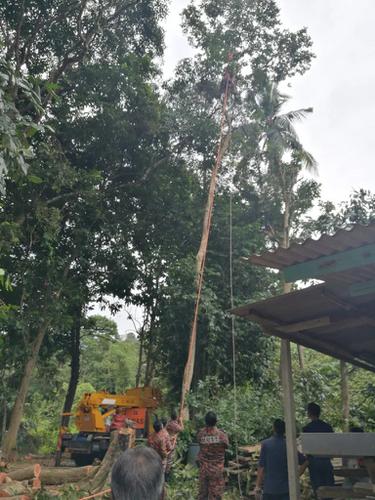 Kakek 68 Tahun Tewas di Atas Pohon Setinggi 30 Meter